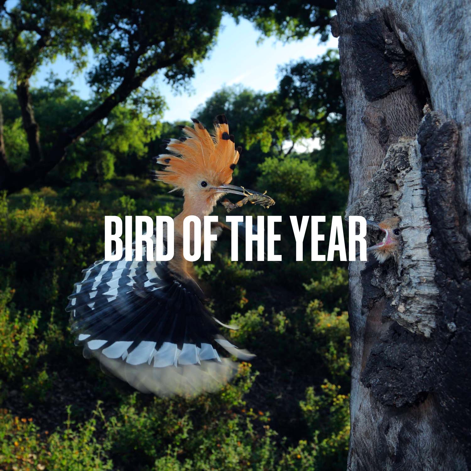 Bird of the Year